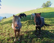 15 Bei cavallini al pascolo in ombra